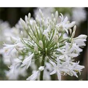 Agapanthus Albus kopen